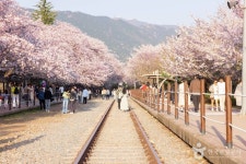 경화역 벚꽃길 (2026) - 경상남도 창원시 진해구 가볼만한곳 - 관광지랭킹