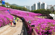 철쭉동산 - 경기도 군포시 - 가볼만한곳 - 관광지랭킹