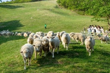 대관령양떼목장 관광 정보와 주변 관광 명소 및 근처 맛집 여행 정보