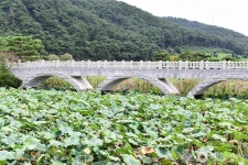 보은강 연꽃방죽 관광 정보와 주변 관광 명소 및 근처 맛집 여행 정보