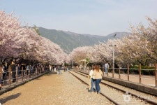 경화역 벚꽃길 (2026) - 경상남도 창원시 진해구 가볼만한곳 - 관광지랭킹