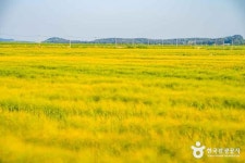 옥녀교차로 청보리밭 관광 정보와 주변 관광 명소 및 근처 맛집 여행 정보