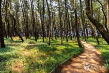 서천송림갯벌체험장 - 충청남도 서천군 - 가볼만한곳 - 관광지랭킹