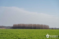 옥녀교차로 청보리밭 관광 정보와 주변 관광 명소 및 근처 맛집 여행 정보