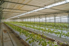 보성싱싱농원 - 전라남도 보성군 - 가볼만한곳 - 관광지랭킹