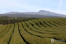 Dosun Dawon Tea Plantation (도순다원) - 관광지랭킹