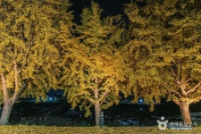 곡교천 은행나무길 (2026) - 충청남도 아산시 가볼만한곳 - 관광지랭킹