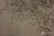 도초 시목해수욕장 - 캠프위크