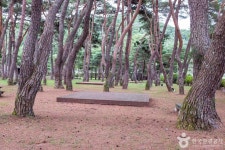 중평솔밭 - 경상북도 청송군 - 가볼만한곳 - 관광지랭킹