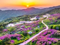 산청황매산철쭉제 최신 축제 공연 행사 정보와 주변 관광 명소 및 근처 맛집 여행 정보