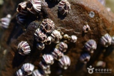 장돌해수욕장(장곡해수욕장) - 캠프위크