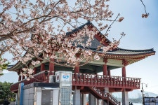 경화역 벚꽃길 (2026) - 경상남도 창원시 진해구 가볼만한곳 - 관광지랭킹