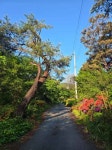 명봉산 솔밭관광농원 오토캠핑장 (2026) - 강원특별자치도 원주시 가볼만한곳 - 관광지랭킹