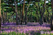 황성공원 관광 정보와 주변 관광 명소 및 근처 맛집 여행 정보