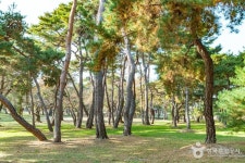 경주 오릉 관광 정보와 주변 관광 명소 및 근처 맛집 여행 정보