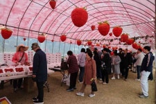 논산딸기축제 (2026) - 충청남도 논산시 가볼만한곳 - 관광지랭킹