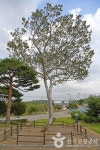 예산 용궁리 백송 - 충청남도 예산군 - 가볼만한곳 - 관광지랭킹