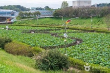 Jocheon Lotus Park (조천연꽃공원) - Korea Tour Ranking