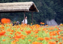 평창백일홍축제 - 강원특별자치도 평창군 - 가볼만한곳 - 관광지랭킹