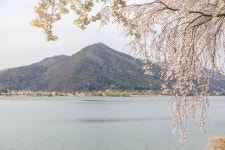 북한강로 벚꽃길 (2026) - 경기도 양평군 가볼만한곳 - 관광지랭킹