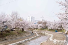 원성천 (2026) - 충청남도 천안시 동남구 가볼만한곳 - 관광지랭킹