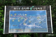 화진포소나무숲산림욕장 (2026) - 강원특별자치도 고성군 가볼만한곳 - 관광지랭킹