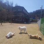 숲속애견랜드 - 경기도 용인시 기흥구 - 가볼만한곳 - 관광지랭킹
