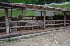 해피초원목장 - 강원특별자치도 춘천시 - 가볼만한곳 - 관광지랭킹