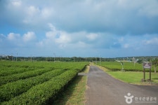 Seogwang Tea Garden (서광차밭) - Sightseeing - Korea travel and tourism information