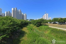 당진천 벚꽃길 (2026) - 충청남도 당진시 가볼만한곳 - 관광지랭킹