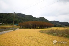 포항 발산리 모감주나무와 병아리꽃나무 군락 - 경상북도 포항시 남구 - 가볼만한곳 - 관광지랭킹