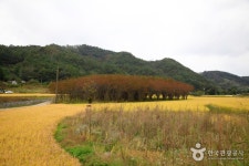 포항 발산리 모감주나무와 병아리꽃나무 군락 - 경상북도 포항시 남구 - 가볼만한곳 - 관광지랭킹
