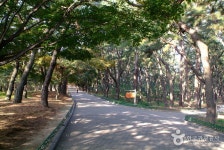 Daereungwon Tomb Complex (Cheonmachong Tomb) (대릉원(천마총)) - 관광지랭킹