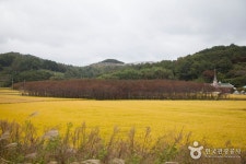 포항 발산리 모감주나무와 병아리꽃나무 군락 - 경상북도 포항시 남구 - 가볼만한곳 - 관광지랭킹