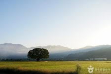 야로면 나홀로 느티나무 관광 정보와 주변 관광 명소 및 근처 맛집 여행 정보