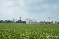 Seogwang Tea Garden (서광차밭) - Sightseeing - Korea travel and tourism information