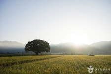 야로면 나홀로 느티나무 관광 정보와 주변 관광 명소 및 근처 맛집 여행 정보
