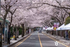 봉숫골 벚꽃길 (2026) - 경상남도 통영시 가볼만한곳 - 관광지랭킹