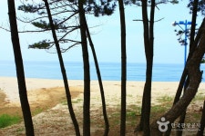 Samcheok Ocean Railbike (삼척 해양레일바이크) - 관광지랭킹