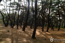 Gyeongju Bae-dong Samneung Royal Tombs (경주 배동 삼릉) - 관광지랭킹