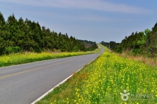 제주 가시리유채꽃길 - 제주특별자치도 서귀포시 - 가볼만한곳 - 관광지랭킹