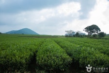 서광승마장 - 제주특별자치도 서귀포시 - 가볼만한곳 - 관광지랭킹