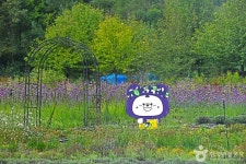 관광펜션 시실리(평창시실리펜션) (2026) - 강원특별자치도 평창군 가볼만한곳 - 관광지랭킹