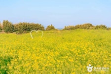 Foto aus Naver-Suchergebnissen 1