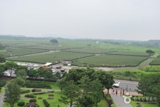 Seogwang Tea Garden (제주 서광다원) - 관광지랭킹