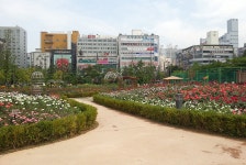 장미원 - 부산광역시 북구 - 가볼만한곳 - 관광지랭킹