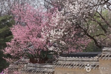 카페볼끼(Cafe Bolkki) - 서울특별시 종로구 - 가볼만한곳 - 관광지랭킹