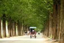 담양 메타세쿼이아길 - - 가볼만한곳 - 관광지랭킹 담양 메타세쿼이아길 -  - 가볼만한곳 - 관광지랭킹