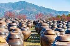 홍쌍리 청매실농원 관광 정보와 주변 관광 명소 및 근처 맛집 여행 정보