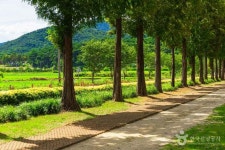덕산 메타세쿼이아길 (2026) - 충청남도 예산군 가볼만한곳 - 관광지랭킹